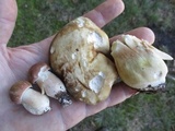 Xanthoconium purpureum image
