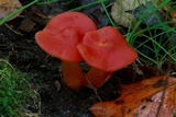Hygrocybe punicea image