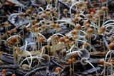 Parasola conopilea image