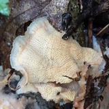 Merulius tremellosus image