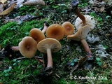 Lactarius camphoratus image