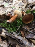 Gyroporus castaneus image