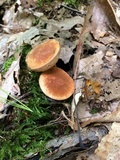 Gyroporus castaneus image