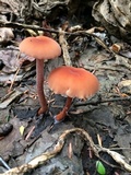 Laccaria longipes image