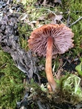 Laccaria longipes image
