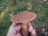 Suillus lakei image