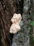 Hericium americanum image
