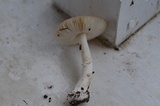 Limacella delicata var. glioderma image