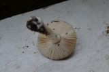Limacella delicata var. glioderma image