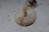 Limacella delicata var. glioderma image