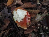 Boletus chippewaensis image