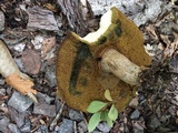 Imleria badia image