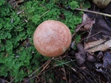 Lactarius vinaceorufescens image