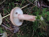 Lactarius vinaceorufescens image