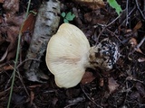 Leucopaxillus tricolor image