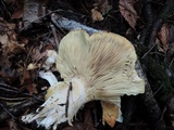 Leucopaxillus tricolor image