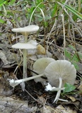 Entoloma subserrulatum image