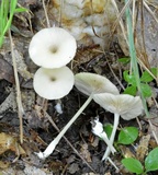 Entoloma subserrulatum image
