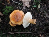 Tricholoma aurantium image