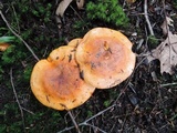 Tricholoma aurantium image