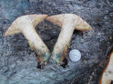 Suillus lakei image