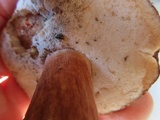 Tylopilus badiceps image