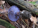 Cortinarius velicopia image