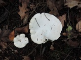 Clitopilus prunulus image