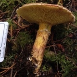 Suillus lakei image