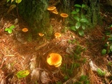 Hygrophoropsis aurantiaca image