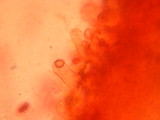 Leucoagaricus barssii image