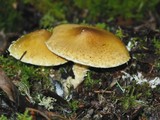 Floccularia albolanaripes image