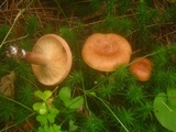Lactarius vinaceorufescens image