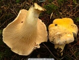 Cantharellus formosus image