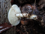 Rhodocollybia maculata image