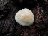 Rhodocollybia maculata image
