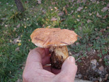 Suillus caerulescens image