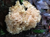 Sparassis americana image