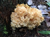 Sparassis americana image