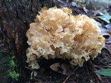 Sparassis americana image