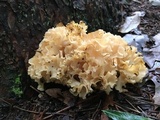 Sparassis americana image