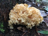 Sparassis americana image