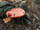 Fistulina hepatica image