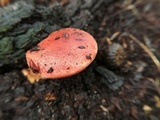 Fistulina hepatica image