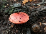 Fistulina hepatica image