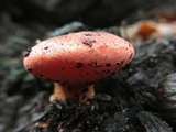 Fistulina hepatica image