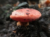 Fistulina hepatica image