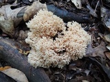 Ramaria pallida image