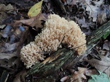 Ramaria pallida image