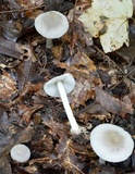 Amanita farinosa image